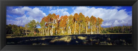 Framed Aspen Trees in the Fall, Utah Print