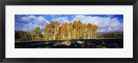 Framed Aspen Trees in the Fall, Utah Print