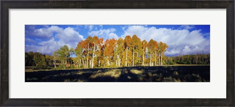 Framed Aspen Trees in the Fall, Utah Print