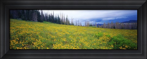 Framed Wildflowers in bloom at morning light, Dixie National Forest, Utah, USA Print