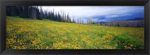 Framed Wildflowers in bloom at morning light, Dixie National Forest, Utah, USA Print