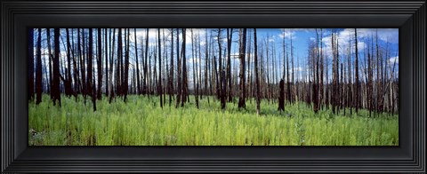 Framed Burnt Pines at the Grand Canyon, Arizona Print