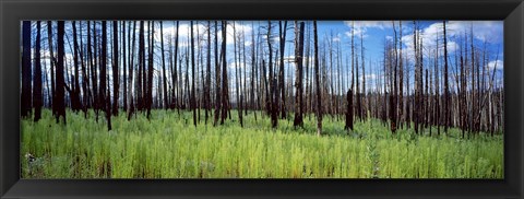 Framed Burnt Pines at the Grand Canyon, Arizona Print