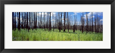 Framed Burnt Pines at the Grand Canyon, Arizona Print