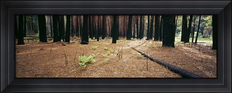Framed Burnt pine trees in a forest, Yosemite National Park, California, USA Print