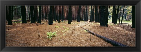 Framed Burnt pine trees in a forest, Yosemite National Park, California, USA Print