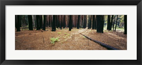 Framed Burnt pine trees in a forest, Yosemite National Park, California, USA Print