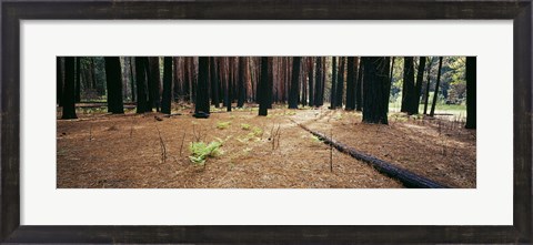 Framed Burnt pine trees in a forest, Yosemite National Park, California, USA Print