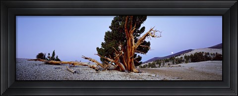 Framed Bristlecone pine tree in Ancient Bristlecone Pine Forest, White Mountains, California, USA Print