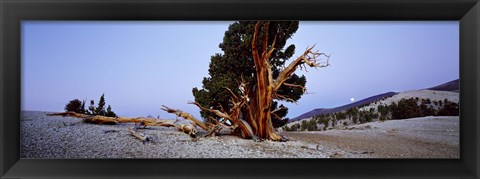 Framed Bristlecone pine tree in Ancient Bristlecone Pine Forest, White Mountains, California, USA Print