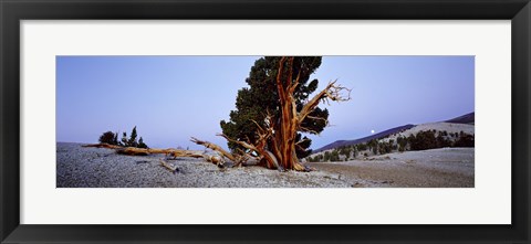 Framed Bristlecone pine tree in Ancient Bristlecone Pine Forest, White Mountains, California, USA Print