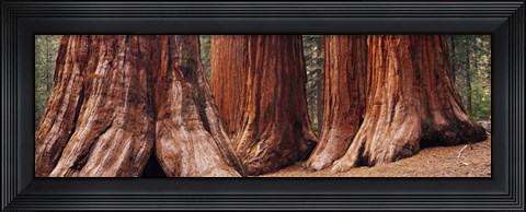 Framed Trees at Sequoia National Park, California, USA Print