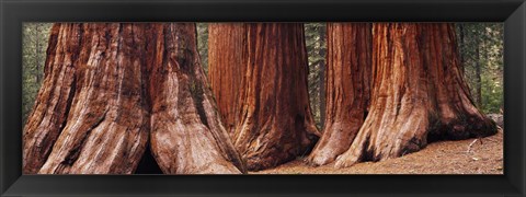 Framed Trees at Sequoia National Park, California, USA Print