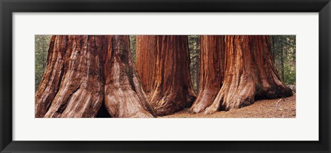 Framed Trees at Sequoia National Park, California, USA Print