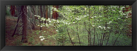 Framed Flowering dogwood in bloom at sunrise, Sequoia National Park, California, USA Print