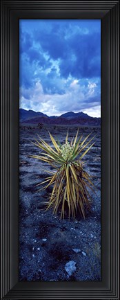 Framed Yucca flower in Red Rock Canyon National Conservation Area, Las Vegas, Nevada, USA Print