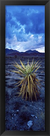 Framed Yucca flower in Red Rock Canyon National Conservation Area, Las Vegas, Nevada, USA Print