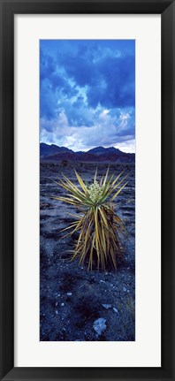 Framed Yucca flower in Red Rock Canyon National Conservation Area, Las Vegas, Nevada, USA Print