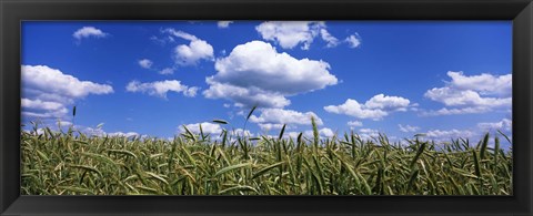 Framed Rye field, Baden-Wurttemberg, Germany Print