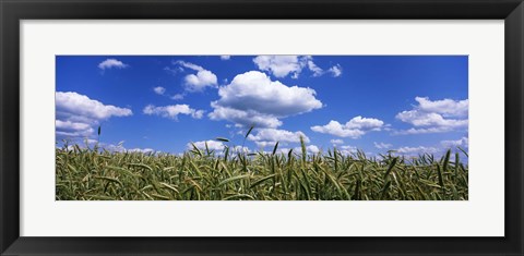 Framed Rye field, Baden-Wurttemberg, Germany Print