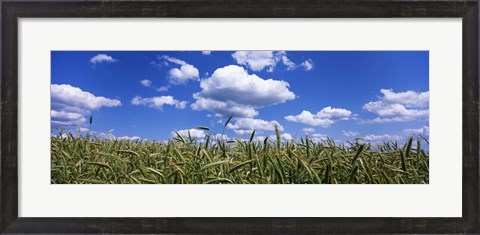 Framed Rye field, Baden-Wurttemberg, Germany Print