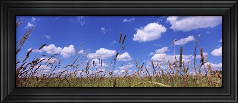 Framed Field of grass, Baden-Wurttemberg, Germany Print