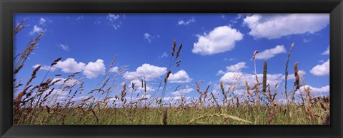 Framed Field of grass, Baden-Wurttemberg, Germany Print