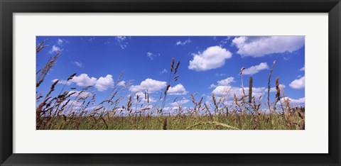 Framed Field of grass, Baden-Wurttemberg, Germany Print