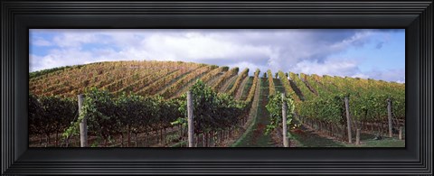 Framed Vines shedding their leaves, Napa Valley, California, USA Print