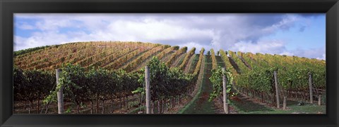 Framed Vines shedding their leaves, Napa Valley, California, USA Print