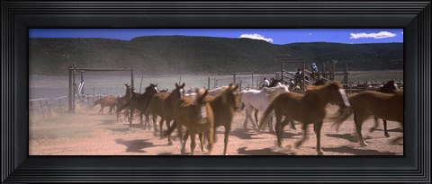 Framed Close up of Horses running in a field, Colorado Print