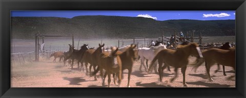 Framed Close up of Horses running in a field, Colorado Print