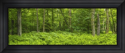 Framed Ferns blanketing floor of summer woods near Old Forge in the Adirondack Mountains, New York State, USA Print