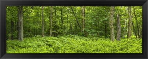 Framed Ferns blanketing floor of summer woods near Old Forge in the Adirondack Mountains, New York State, USA Print