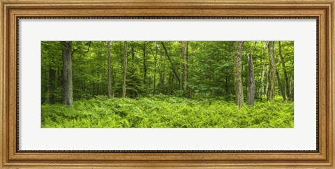 Framed Ferns blanketing floor of summer woods near Old Forge in the Adirondack Mountains, New York State, USA Print