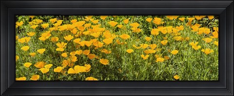 Framed California poppies (Eschscholzia californica) in bloom Print
