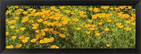 Framed California poppies (Eschscholzia californica) in bloom Print