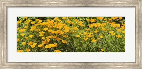 Framed California poppies (Eschscholzia californica) in bloom Print