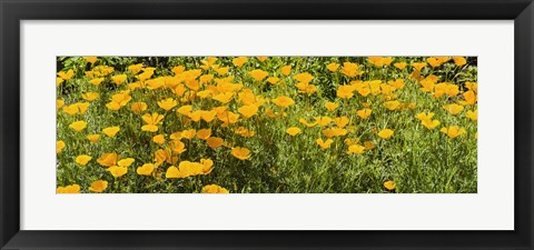 Framed California poppies (Eschscholzia californica) in bloom Print