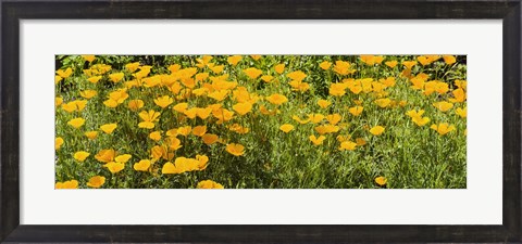 Framed California poppies (Eschscholzia californica) in bloom Print