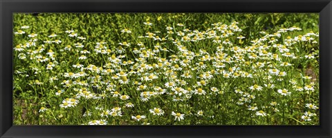 Framed German chamomile (Matricaria chamomilla) in bloom Print