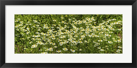 Framed German chamomile (Matricaria chamomilla) in bloom Print