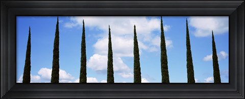 Framed Low angle view of leafless palm tree, Maui, Hawaii, USA Print