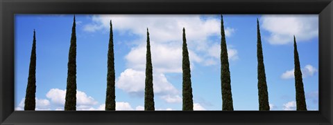 Framed Low angle view of leafless palm tree, Maui, Hawaii, USA Print