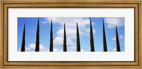 Framed Low angle view of leafless palm tree, Maui, Hawaii, USA Print