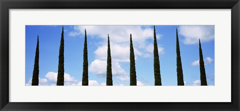 Framed Low angle view of leafless palm tree, Maui, Hawaii, USA Print