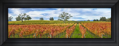 Framed Autumn color vineyards, Guerneville Road, Sonoma County, California, USA Print