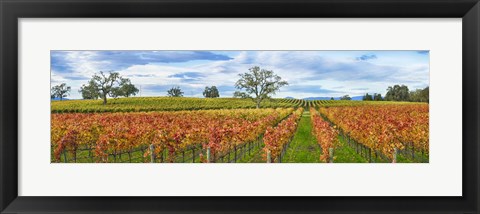 Framed Autumn color vineyards, Guerneville Road, Sonoma County, California, USA Print
