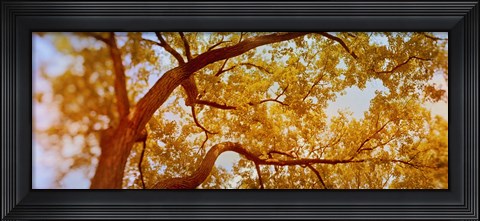 Framed Low angle view of a tree in autumn Print