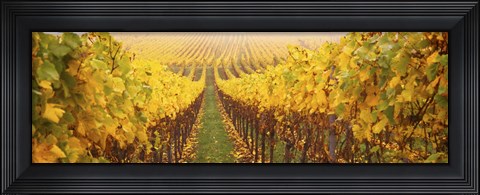 Framed Vine crop in a vineyard, Riquewihr, Alsace, France Print